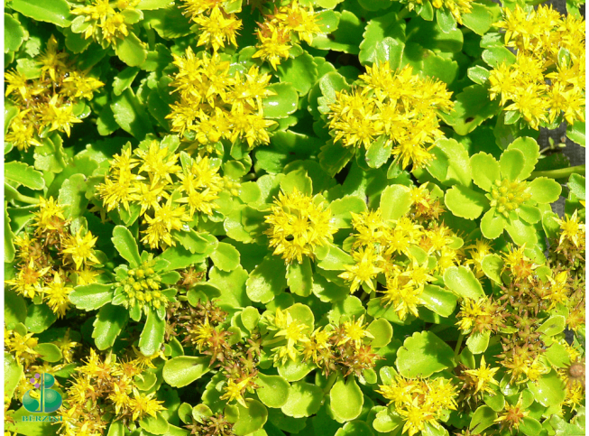 Sedum kamtschaticum var. ellacombeanum   'Praeger'